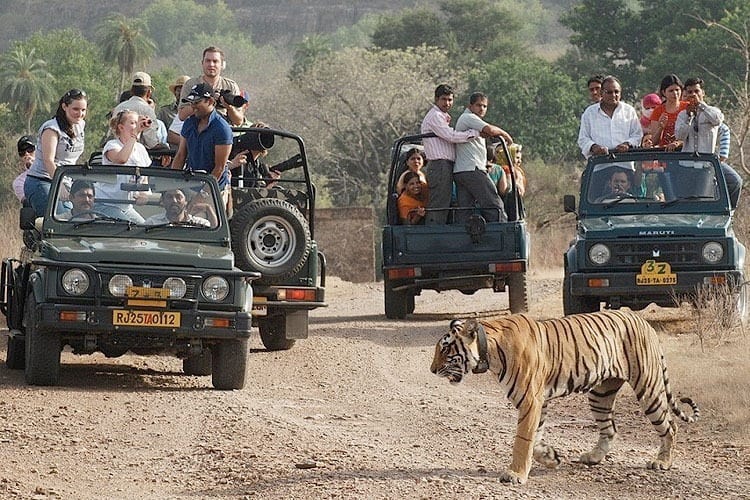 Safari_in_india