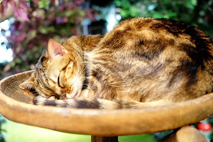 Cats in Kurashiki