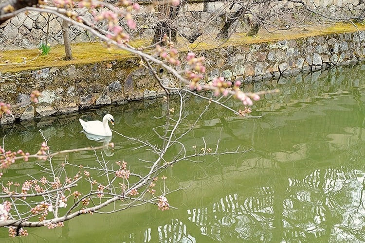 kurashiki canal