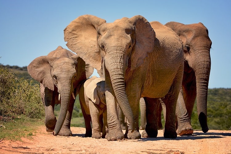 Elephants walking in Addo Elephant national park, South Africa