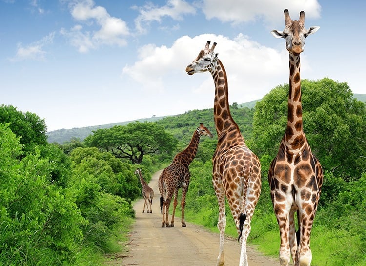 Giraffes in Kruger park South Africa
