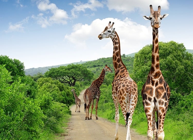 Giraffes in Kruger National Park South Africa