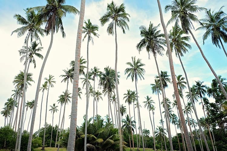 Ratua Island Coconut Plantations