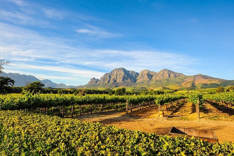 Stellenbosch Vineyards