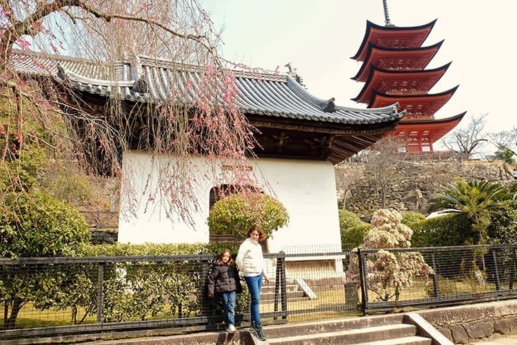 Cherry Blossoms Miyajima Island