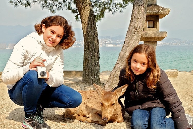 Deer on Miyajima Island Japan