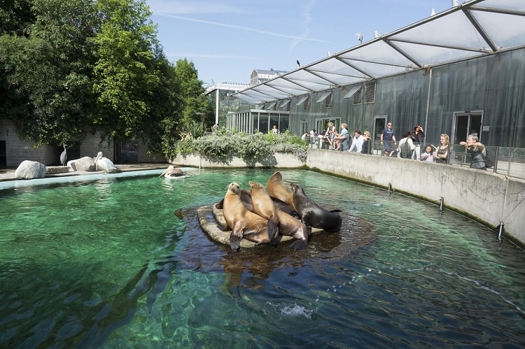 Artis Royal Zoo Amsterdam - seals