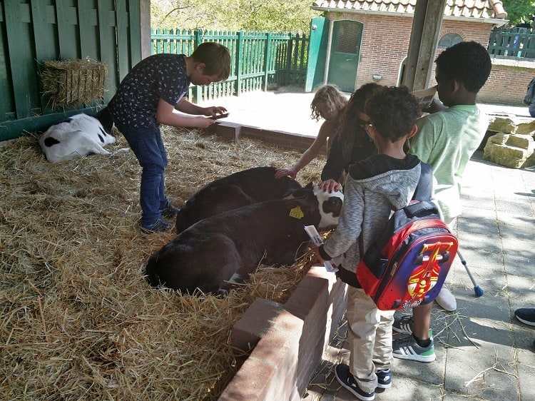 Goat Farm Ridammerhoeve - petting the cows