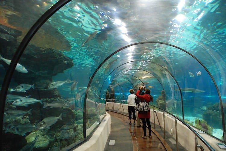 Barcelona Aquarium with Kids