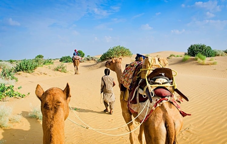 Camel caravan going through the sand dunes in desert, Rajasthan, India