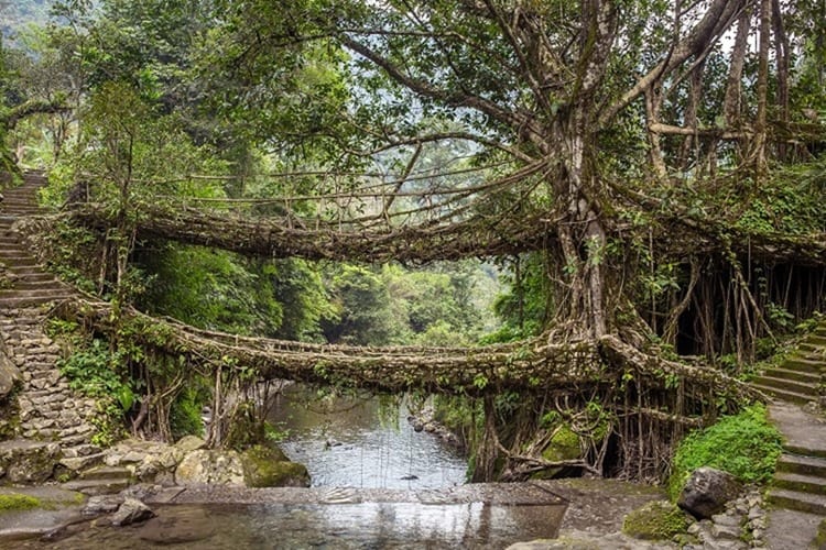 Living roots bridge near Nongriat village, Cherrapunjee, Meghalaya, India. This bridge is formed by training tree roots over years to knit together.