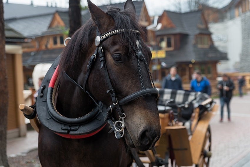 Horse in Krupowki, Zakopane, Poland
