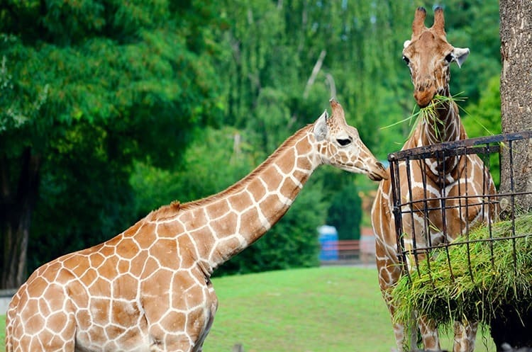 Things to do in Wroclaw with kids - visit Wroclaw Zoo