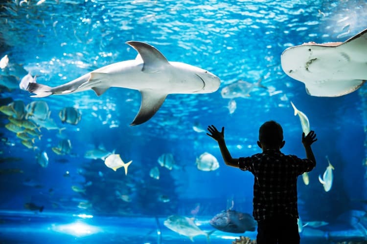 Las Vegas Aquarium with kids