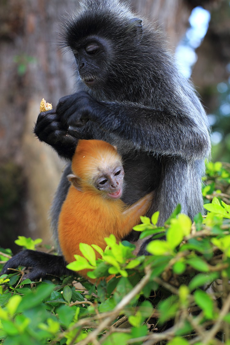 Silvered leaf monkey with its orange colored baby, Kuala Selangor, Malaysia