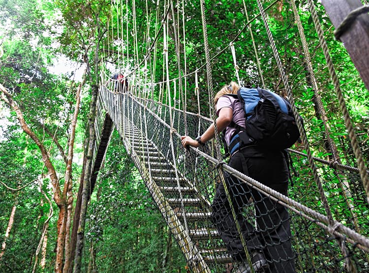 canopy bridge in taman negara, malaysia