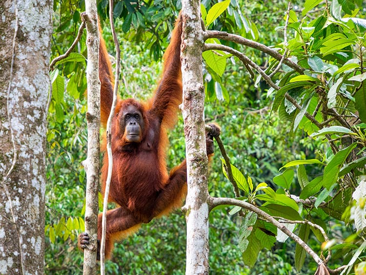 Semenggoh Nature Reserve, Kuching, Malaysia