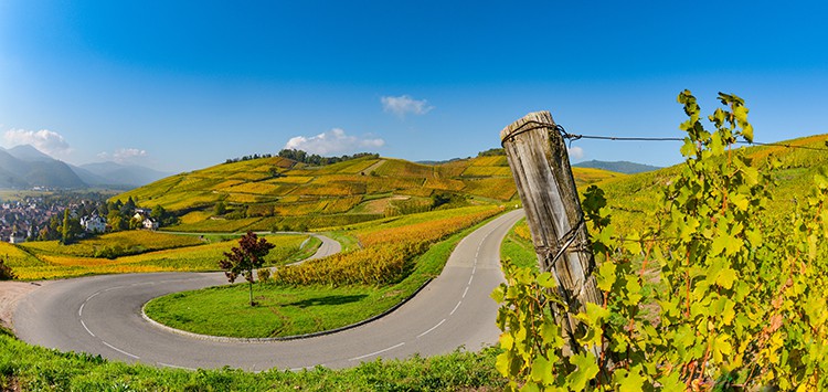 Wine Road, Vineyards of Alsace in France
