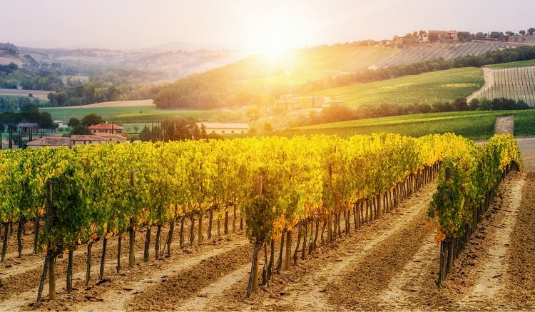 Vineyards in Chianti