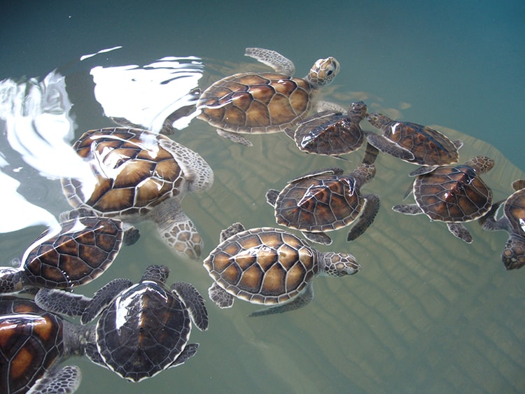 baby turtles in Thailand