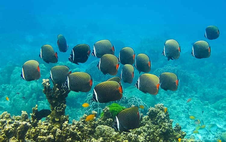 Koh Lipe scuba diving