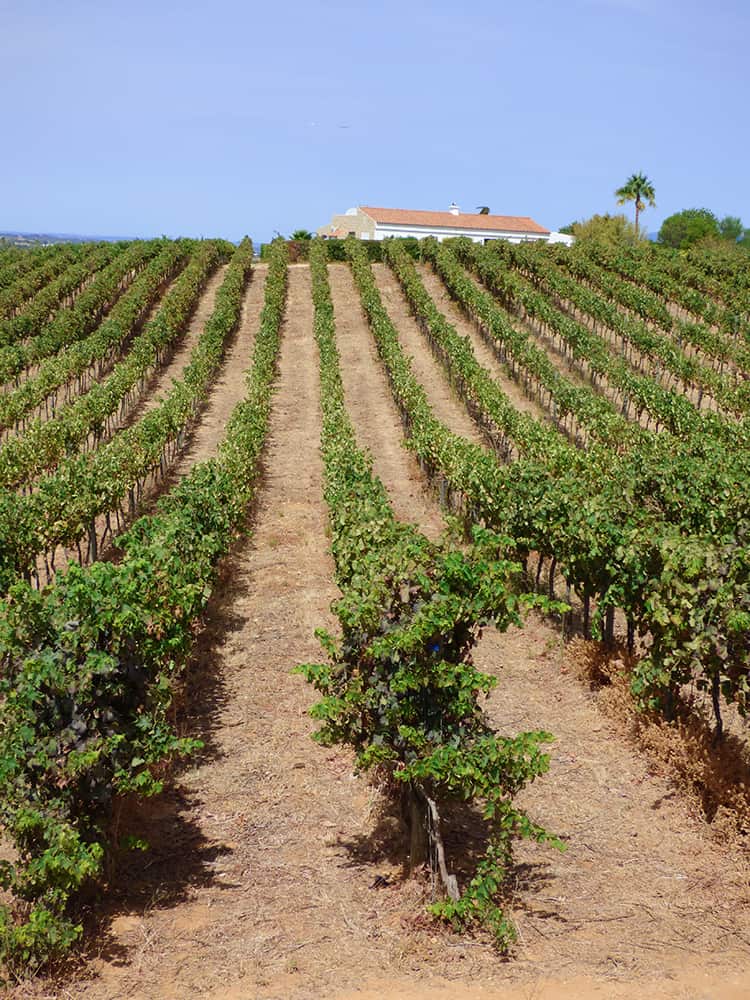 Vineyards at Algrave Portugal