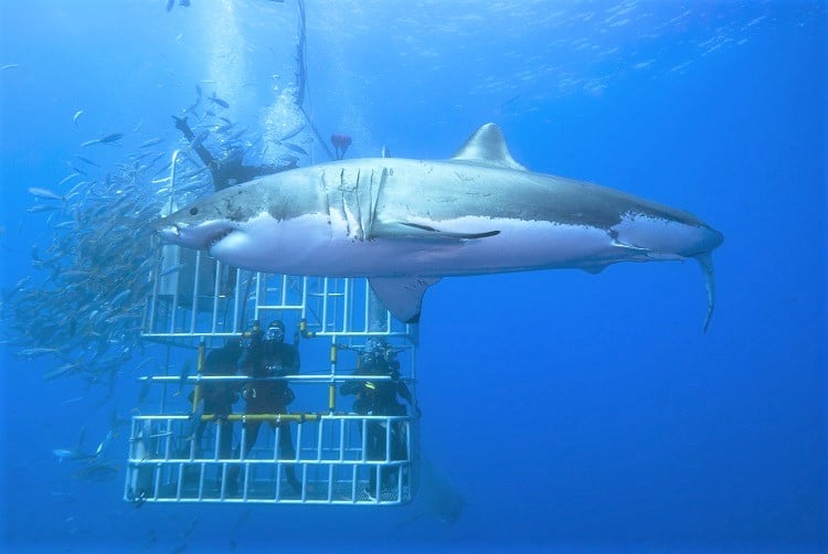 Cage Diving with Great White