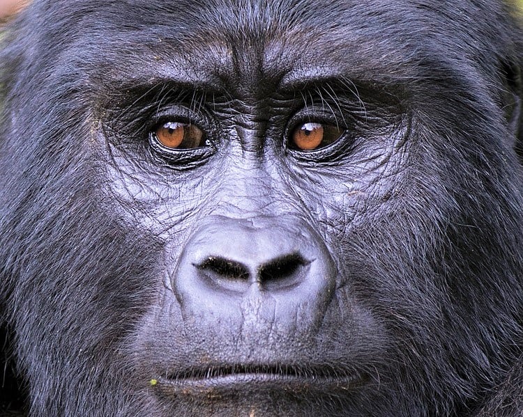 Uganda Tours - Encounter Gorillas and Wildlife on a Uganda Tour