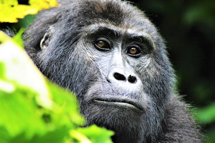 Uganda Tours - Uganda Primates