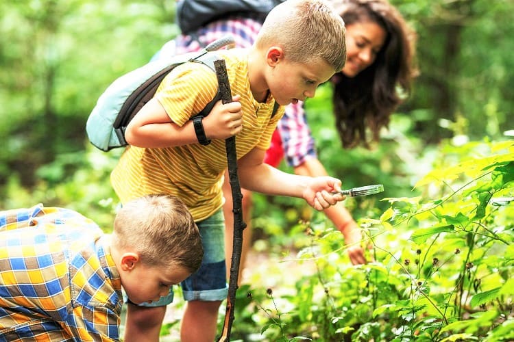 Nature Activities with Family in the UK - Go on a Big Forest Search in UK with kids