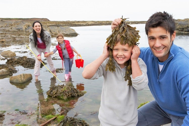 Nature Activities with Family in the UK - Go on a Sea Weed Search in UK with kids