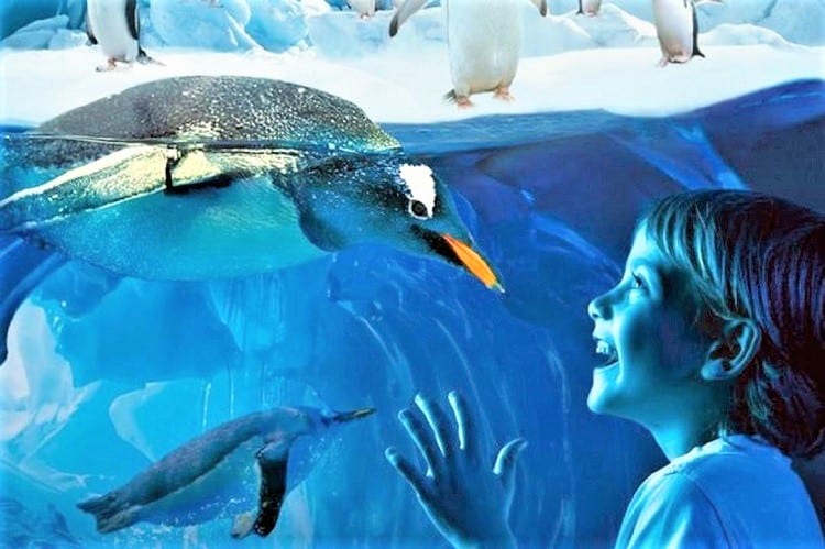 SEA LIFE Bangkok - Things to do in Bangkok with Kids