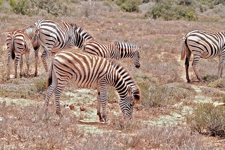 Addo-Elephant-Park-Port-Elizabeth