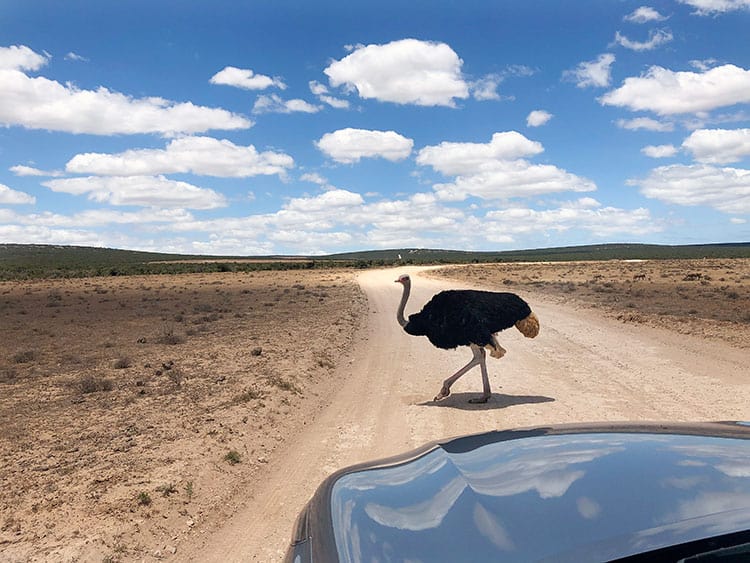 Addo-National-Park-Animals