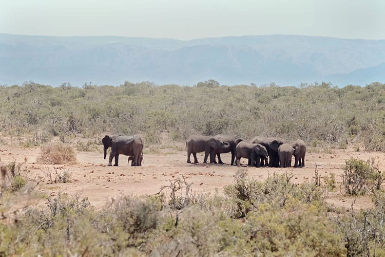 Elephant-Family-at-Addo-Park