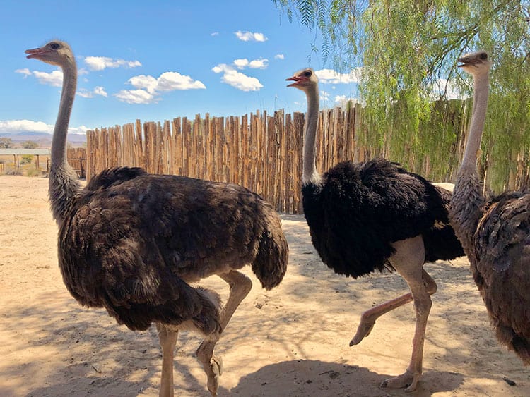 Oudtshoorn Ostrich Farm