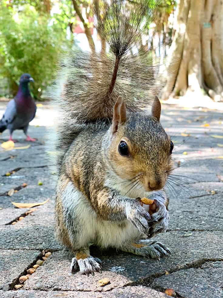 Squirrel Feeding at the Company Gardens