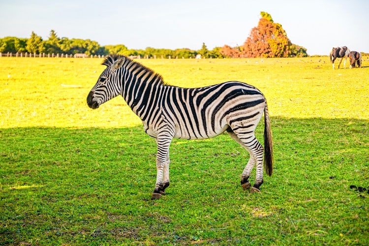 Zebra in Brijuni Islands National Park