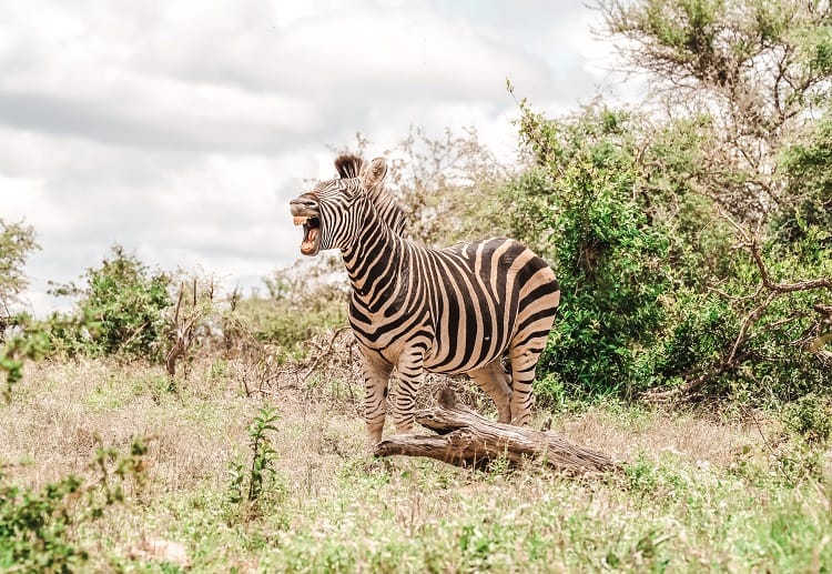 How to Get to Kruger National Park