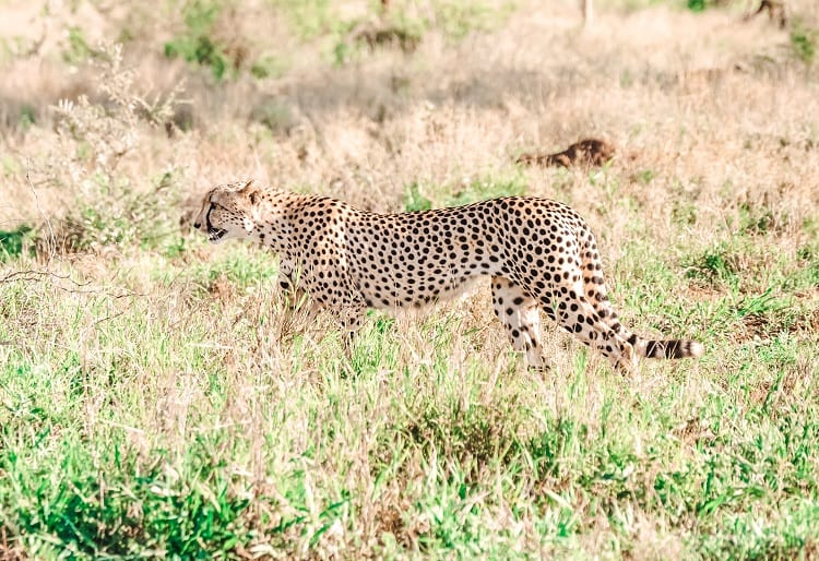 Kruger National Park - Always Stay in the Car