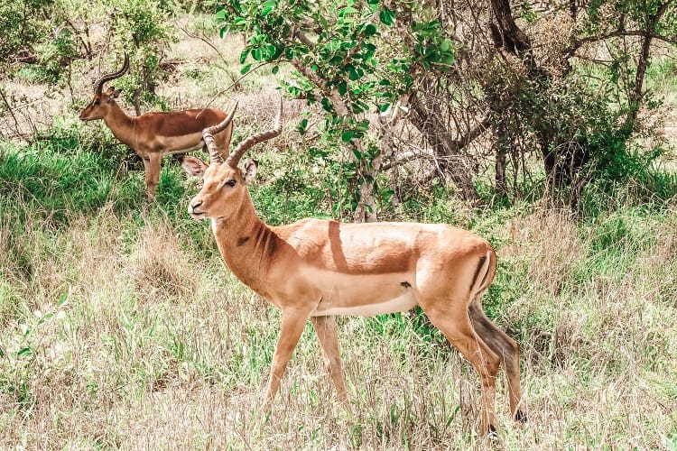 Kruger National Park Animals to See