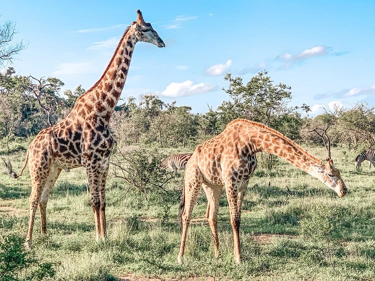 Kruger National Park Bookings