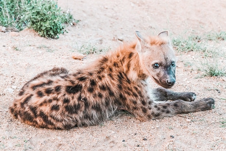 Kruger National Park Safari - Animals to see on your self-drive safari