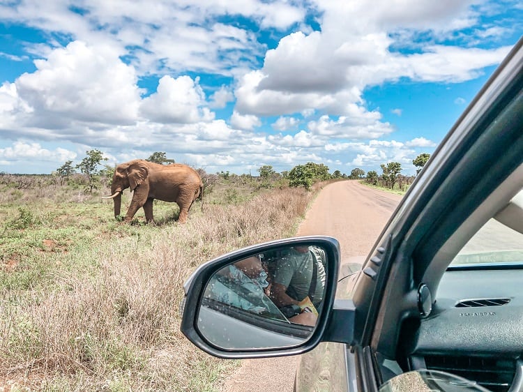 SELF-DRIVE SAFARI IN KRUGER NATIONAL PARK, SOUTH AFRICA