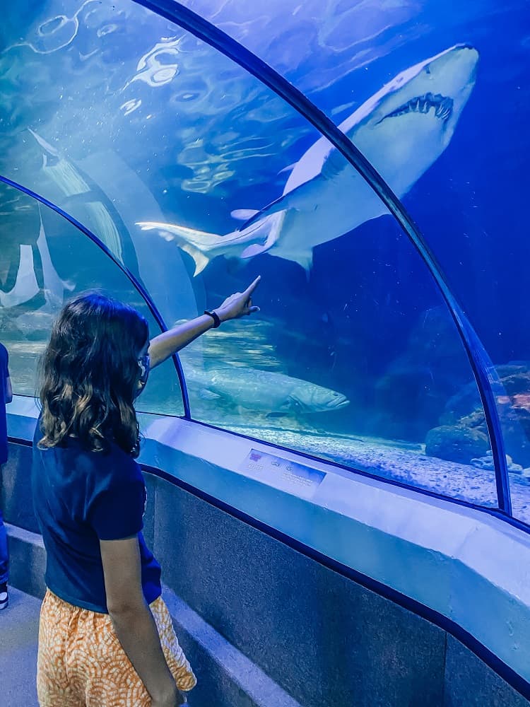 Sealife Mooloolaba - Things to do on the Sunshine Coast with Children