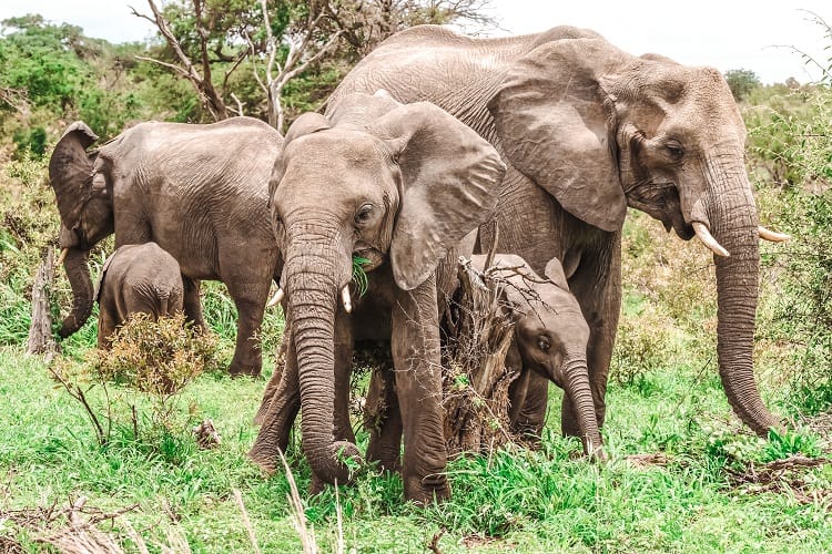 Self-Drive Safari in the Kruger National Park, South Africa