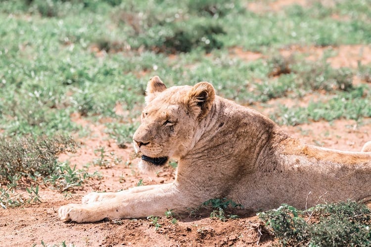 Visiting Kruger National Park