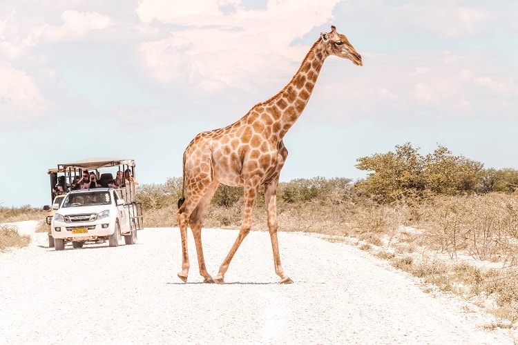 Etosha, Namibia, a giraffe crossing a dirt road, safari pick up trucks in the background with tourists taking photos