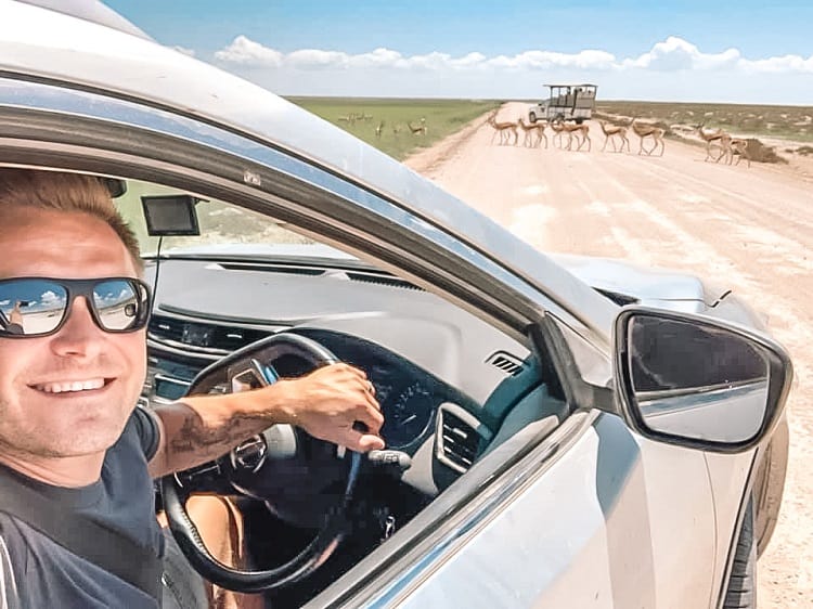 What to do in Etosha wirh Kids, man sitting and smiling from behind the wheel of the car, springbok her walking across the dirt road