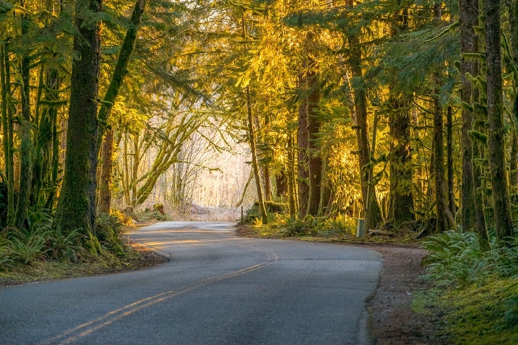 Road Trip in Hoh Rain Forest in Olympic National Park in Washington U.S.